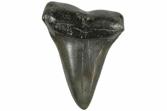 2.55" Fossil Broad-Toothed "Mako" Tooth - South Carolina